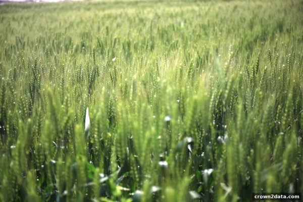 皇冠新2深度攻略：首存充值返点机制与欧洲杯直播观赛全解析